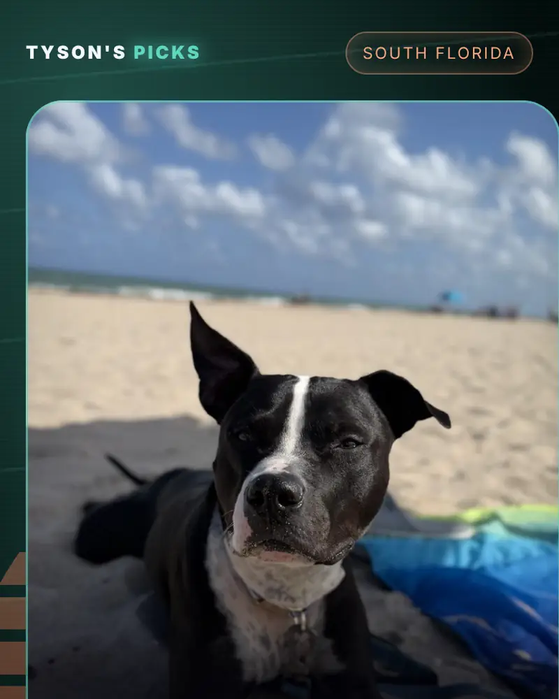 Mobile shop page for Tyson’s Picks showing Tyson the pit bull on the beach