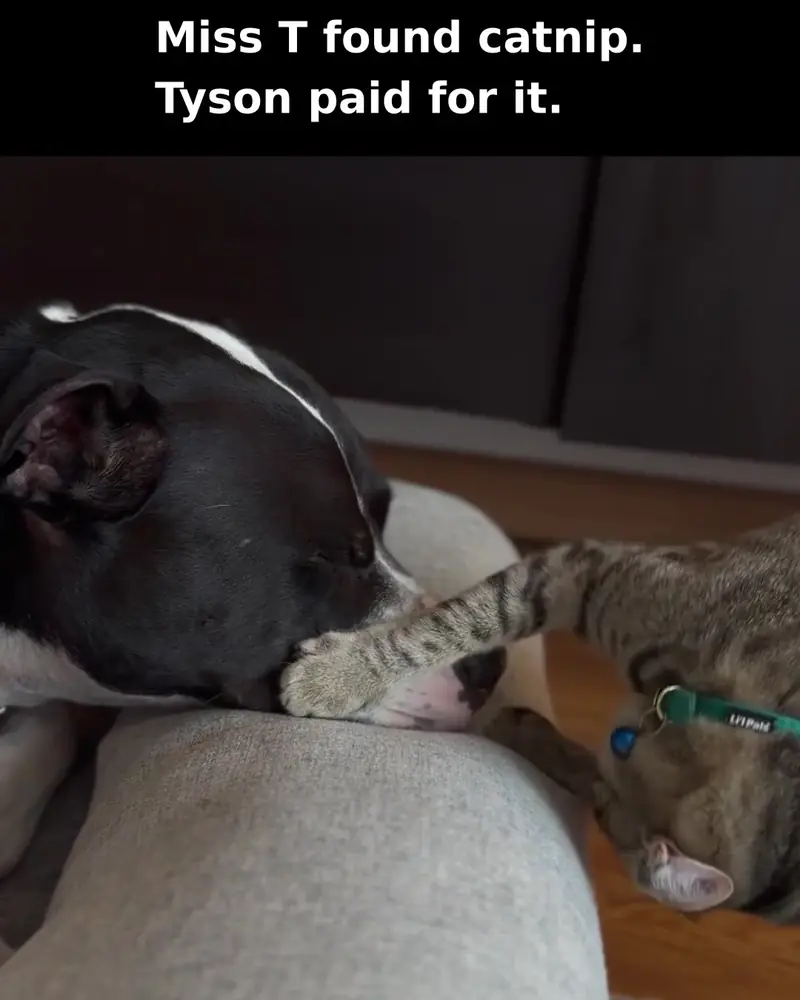 Frame from a captioned short-form video of Tyson and his kitten sister